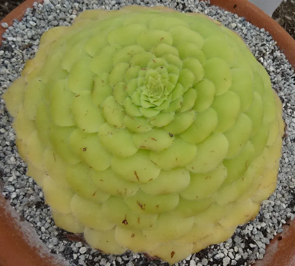 Flat-topped Aeonium