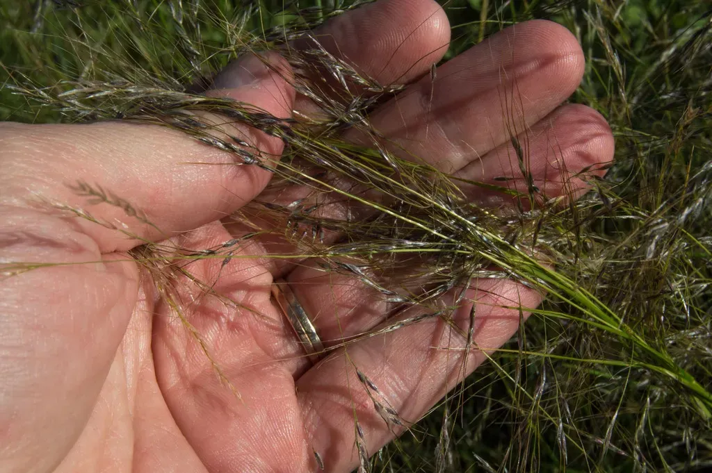 Stipa Philippii