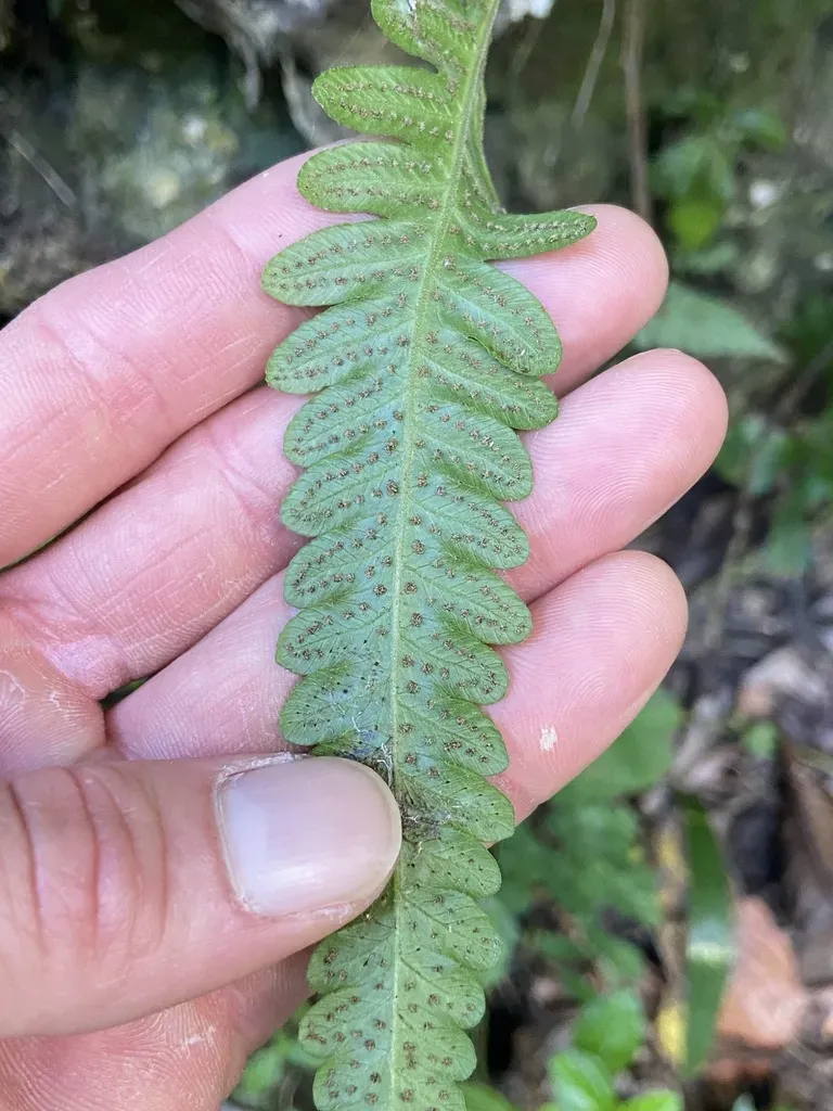 Goniopteris Domingensis