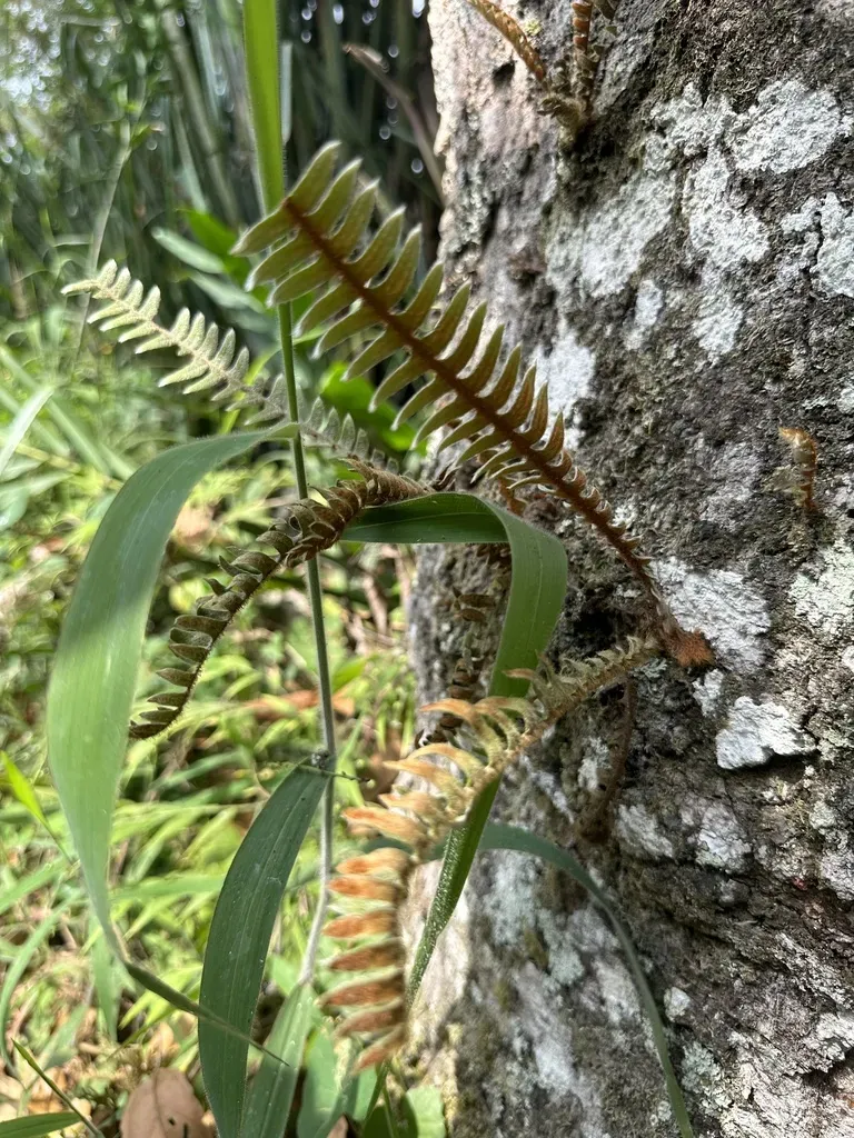 Pleopeltis Bombycina