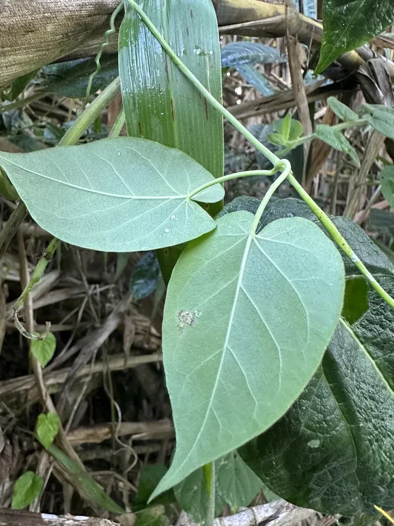 Oxypetalum Cordifolium