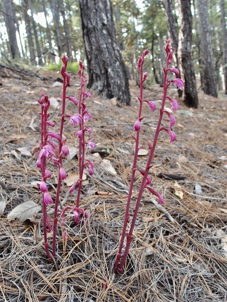 Largeflower Crested Coralroot
