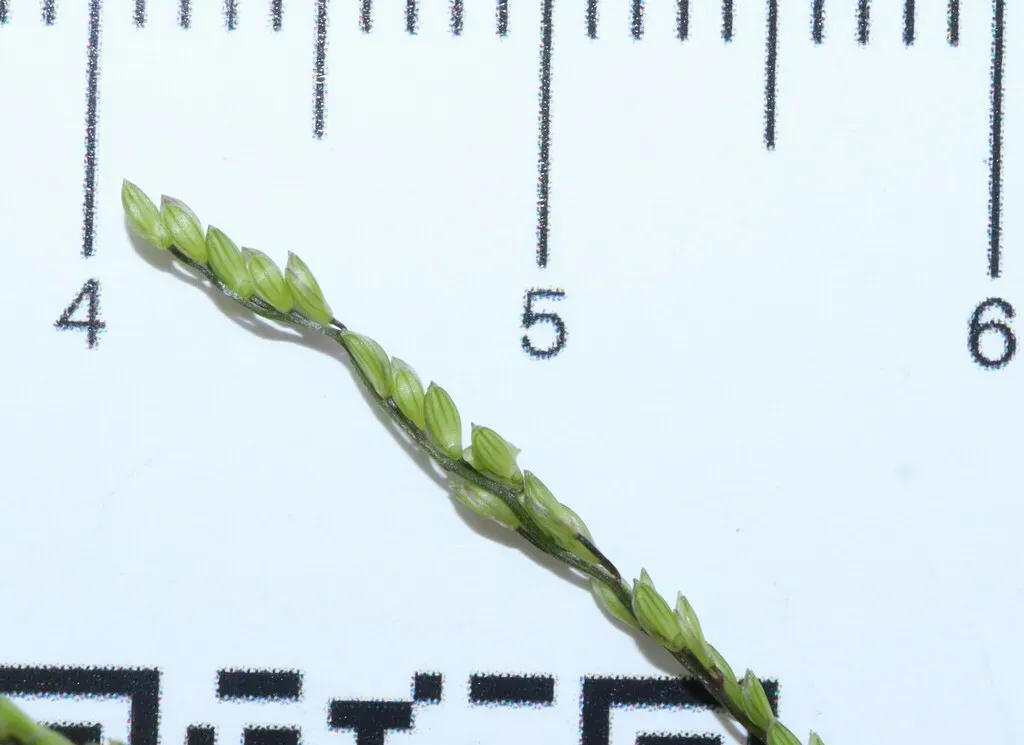 Small-flowered Finger Grass