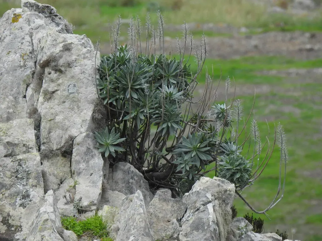 Echium Portosanctense