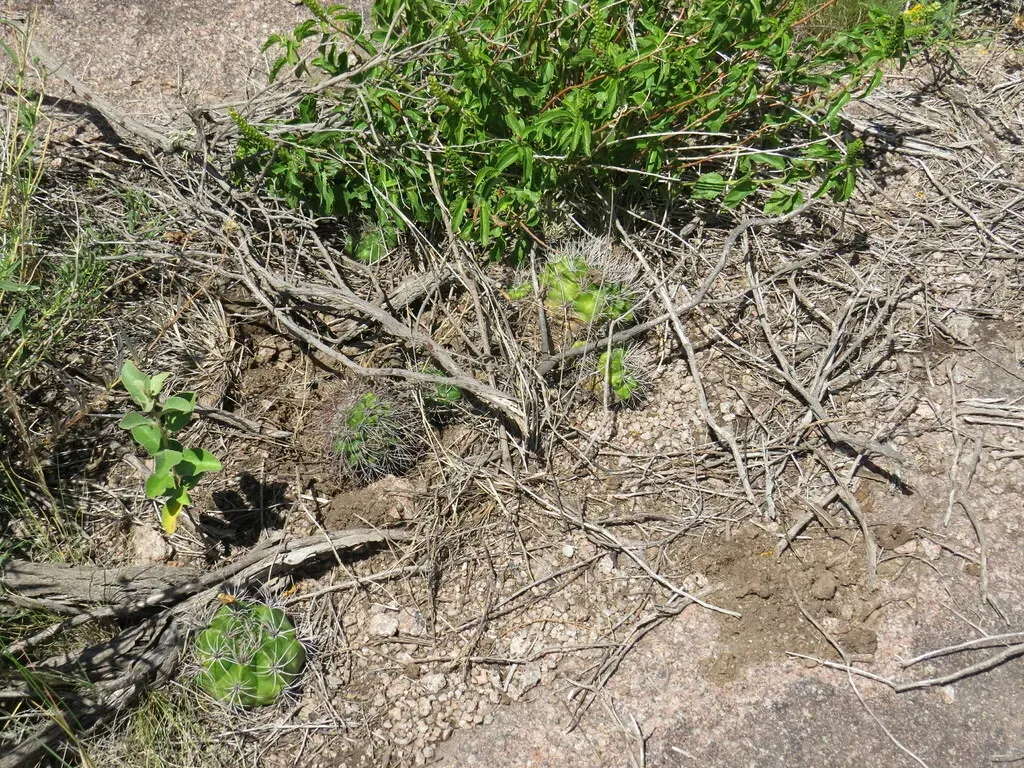 Gymnocalycium Mostii