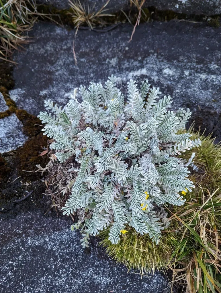 Argentina Borneensis