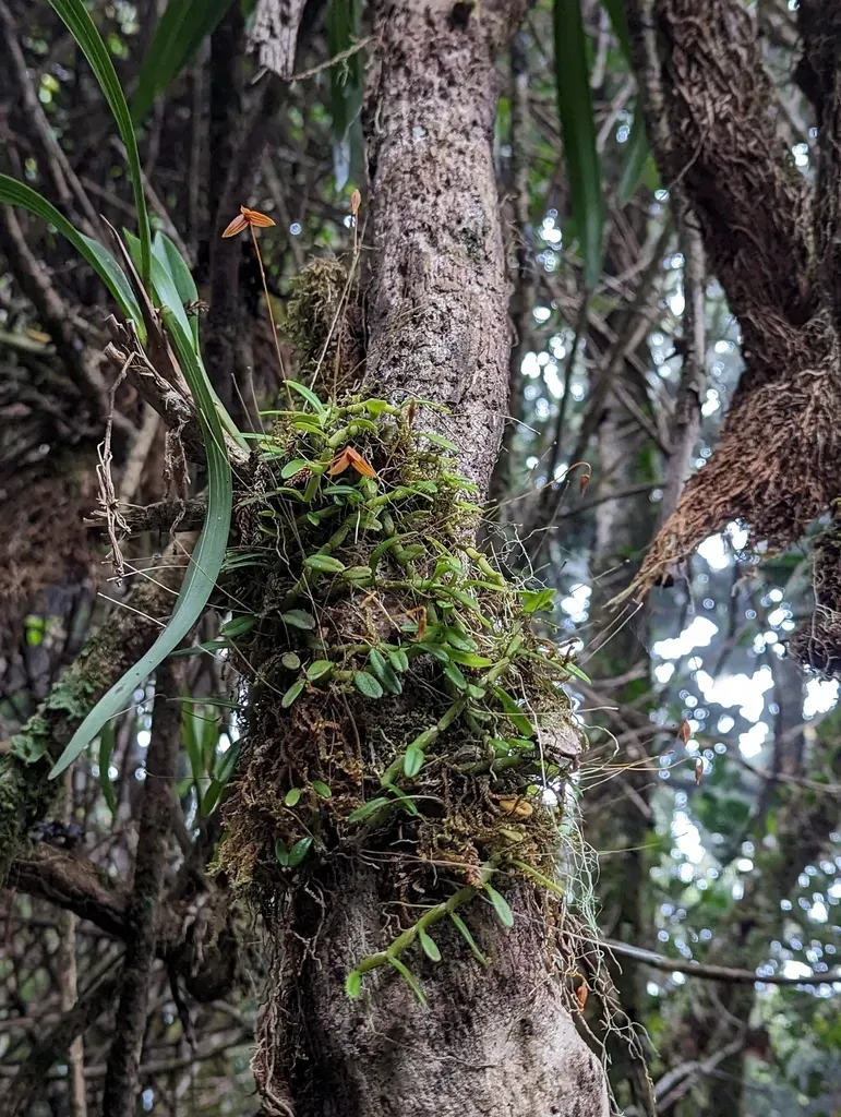 Bulbophyllum Montense