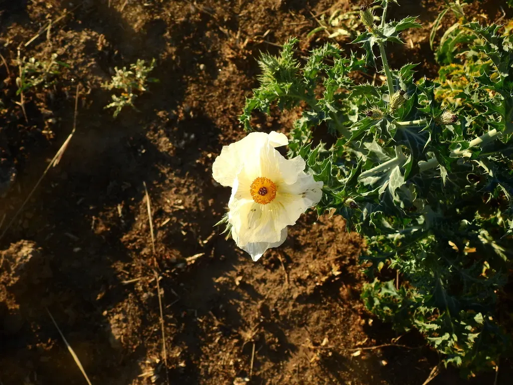 Chilean Prickly Poppy