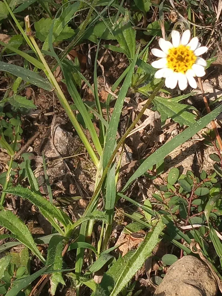 Tridax Coronopifolia