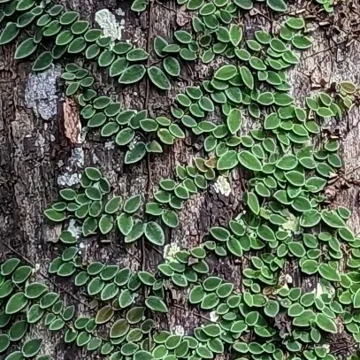 Micrechites Serpyllifolius