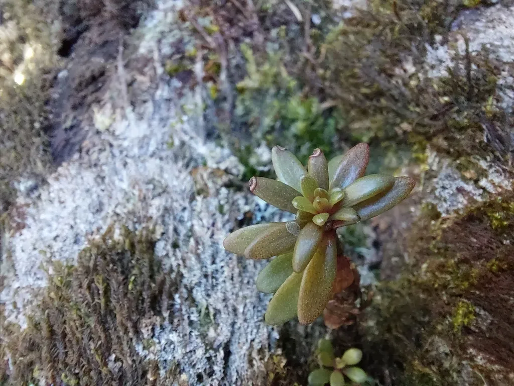 Sedum Truncatistigmum