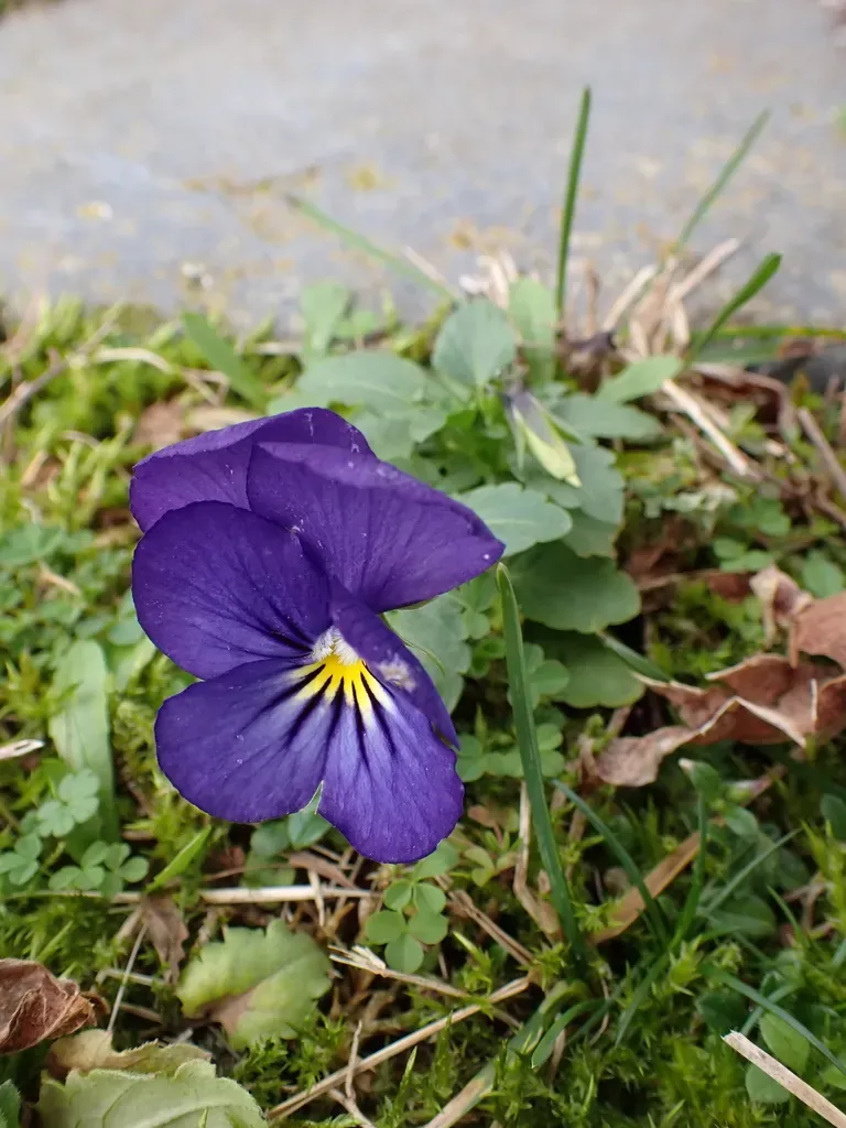 Garden Pansy