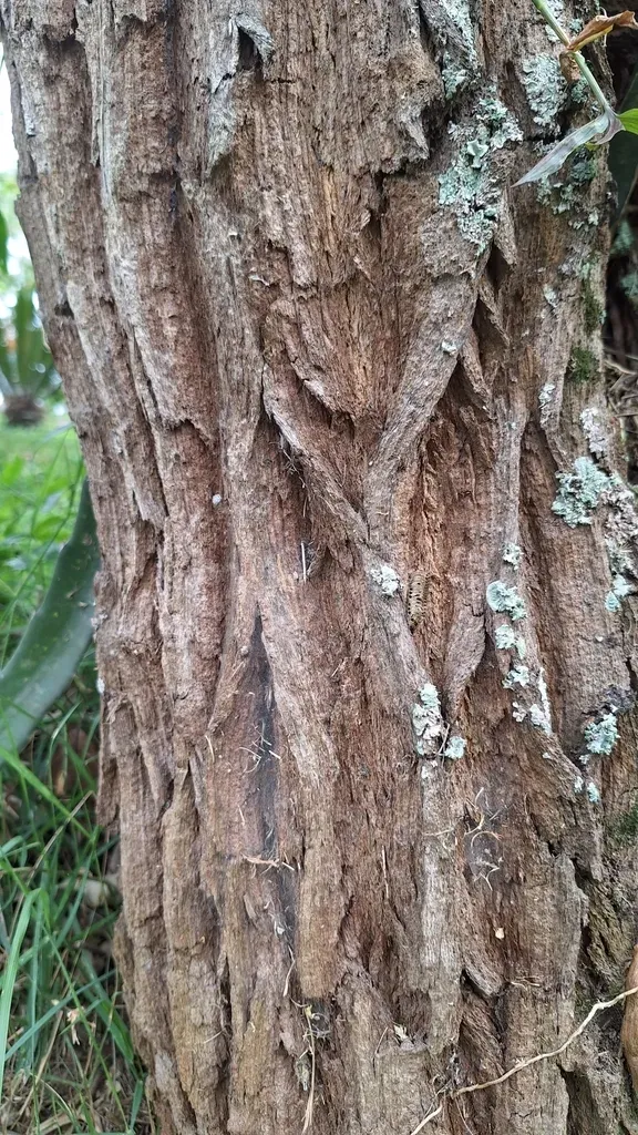 Moquiniastrum Polymorphum