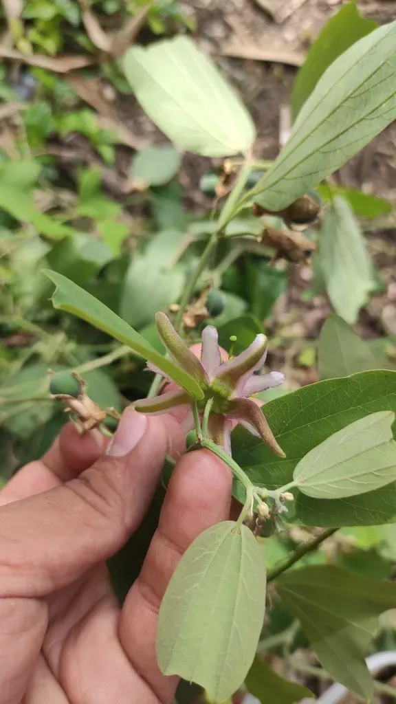 Passiflora Cuneata