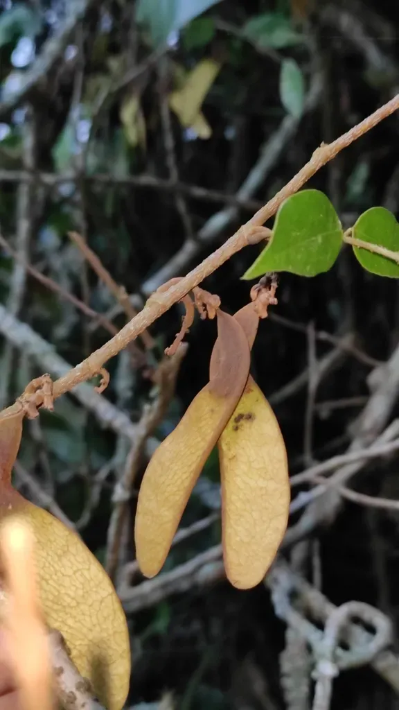 Machaerium Seemannii