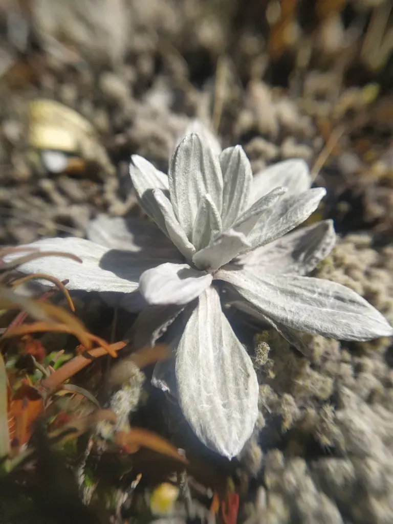 White Mountain Daisy