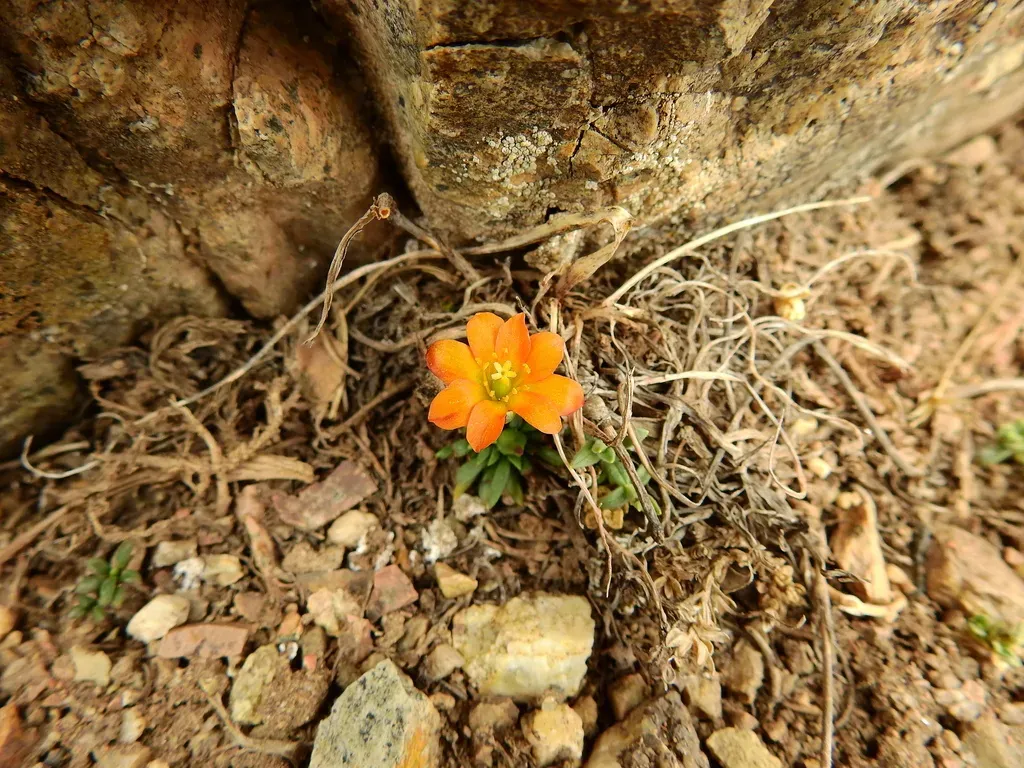Calandrinia Skottsbergii