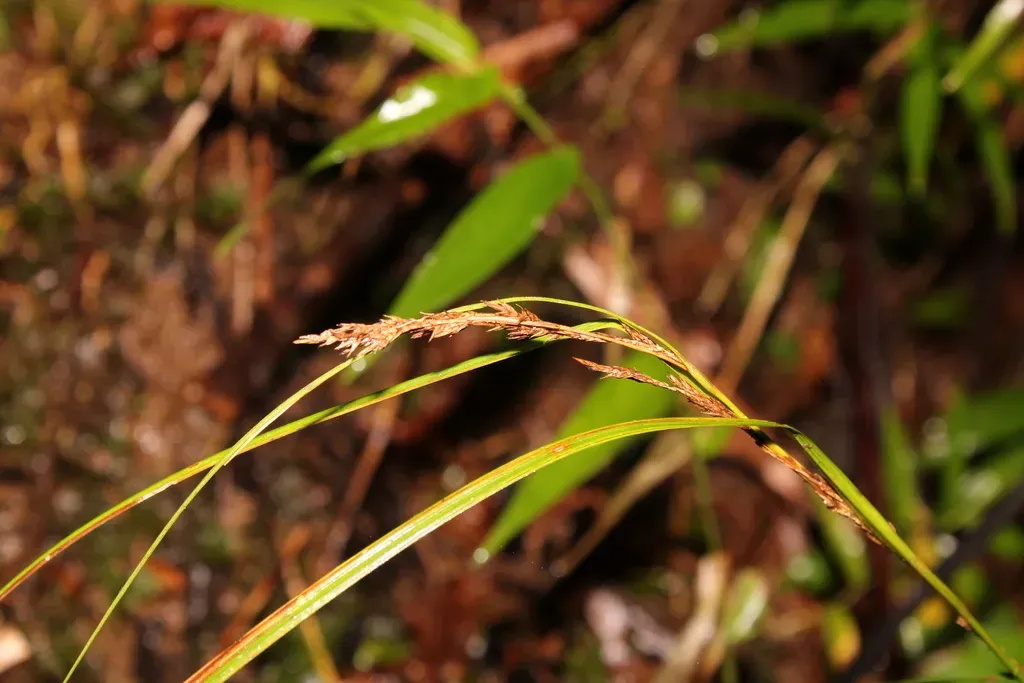 Carex Polystachya
