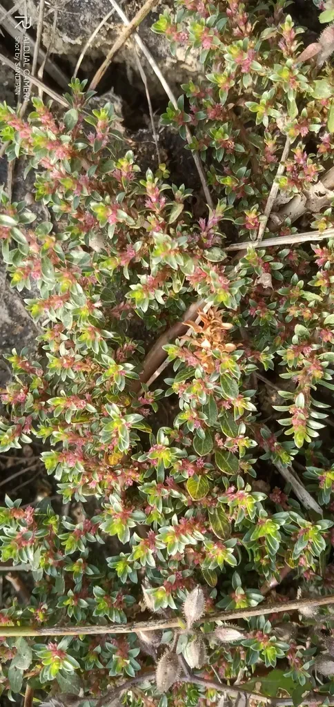 Indian Rotala