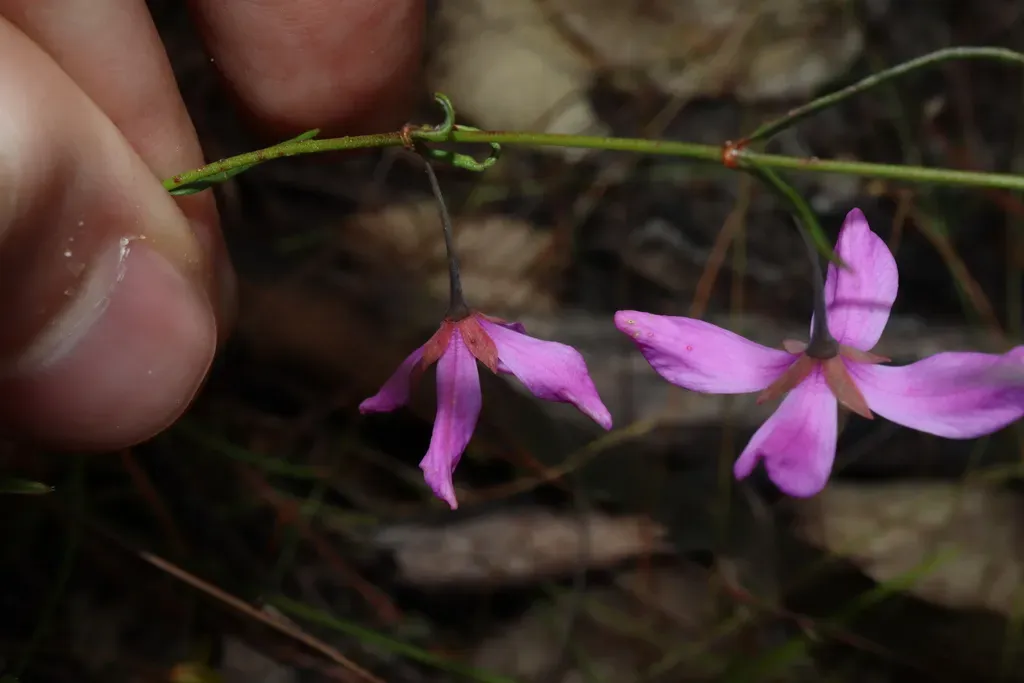 Tetratheca Shiressii