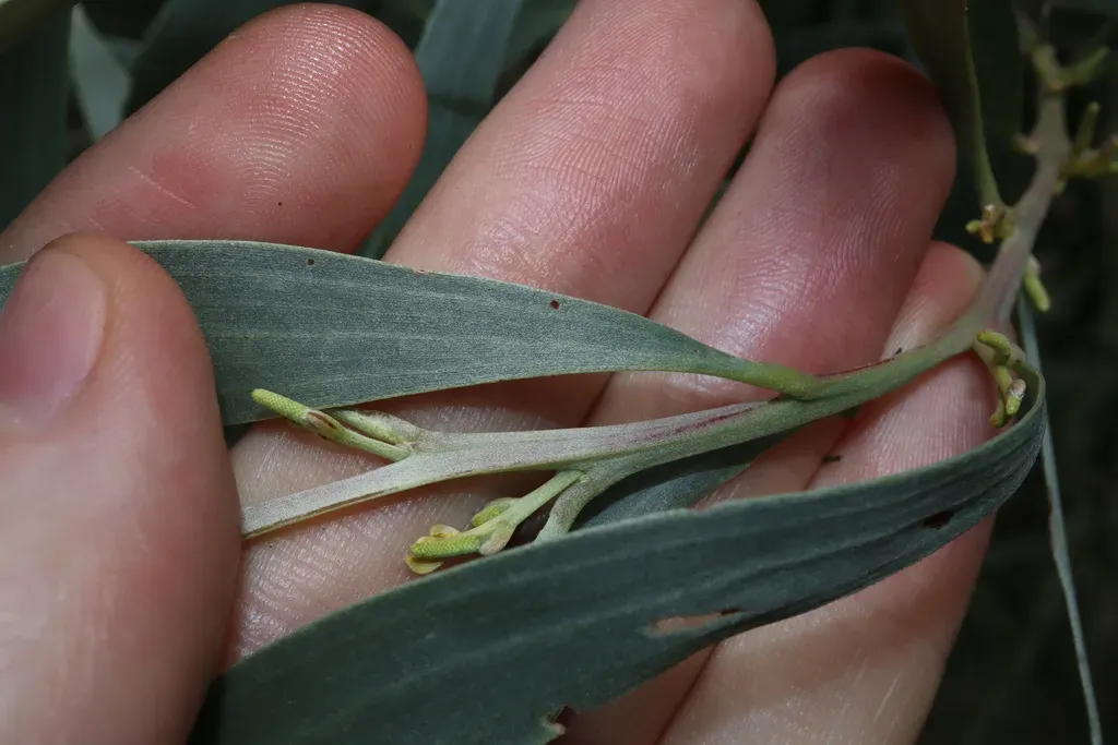 Two-veined Hickory Wattle