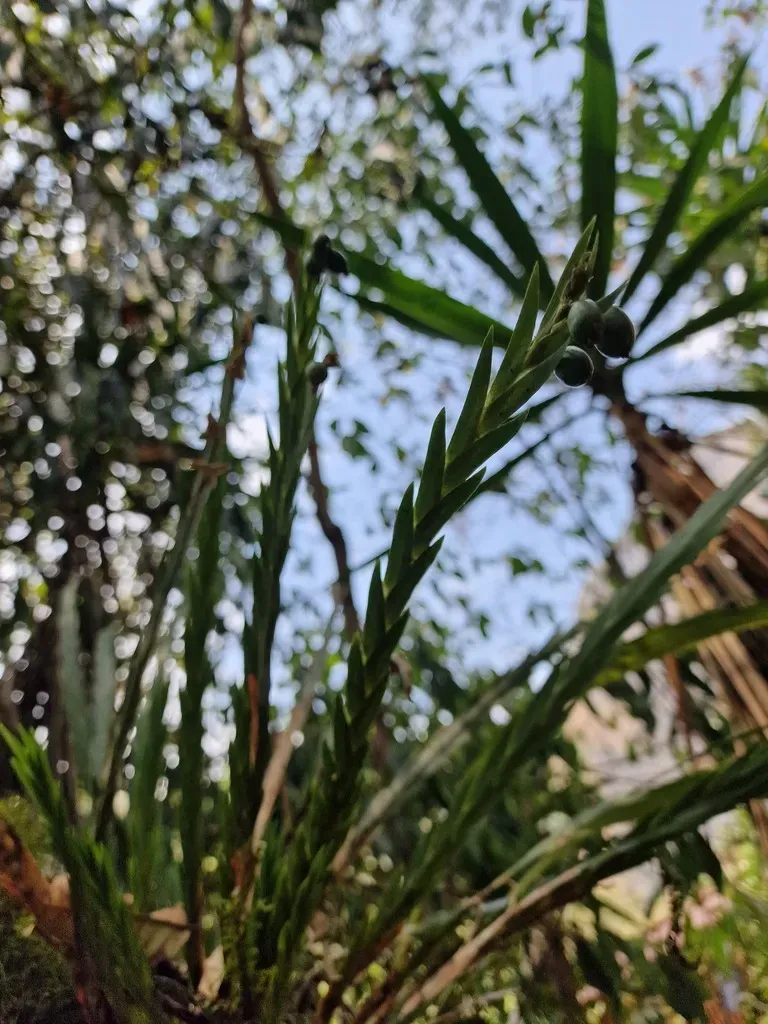 Lockhartia Longifolia