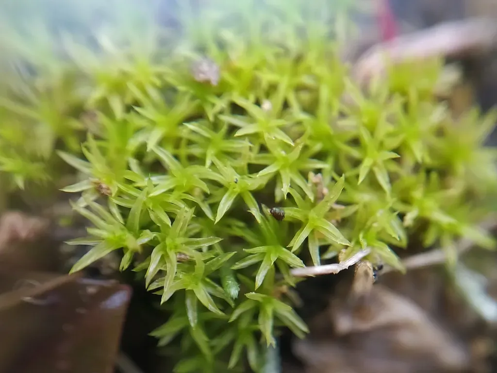 Lesser Bird's-claw Beard-moss