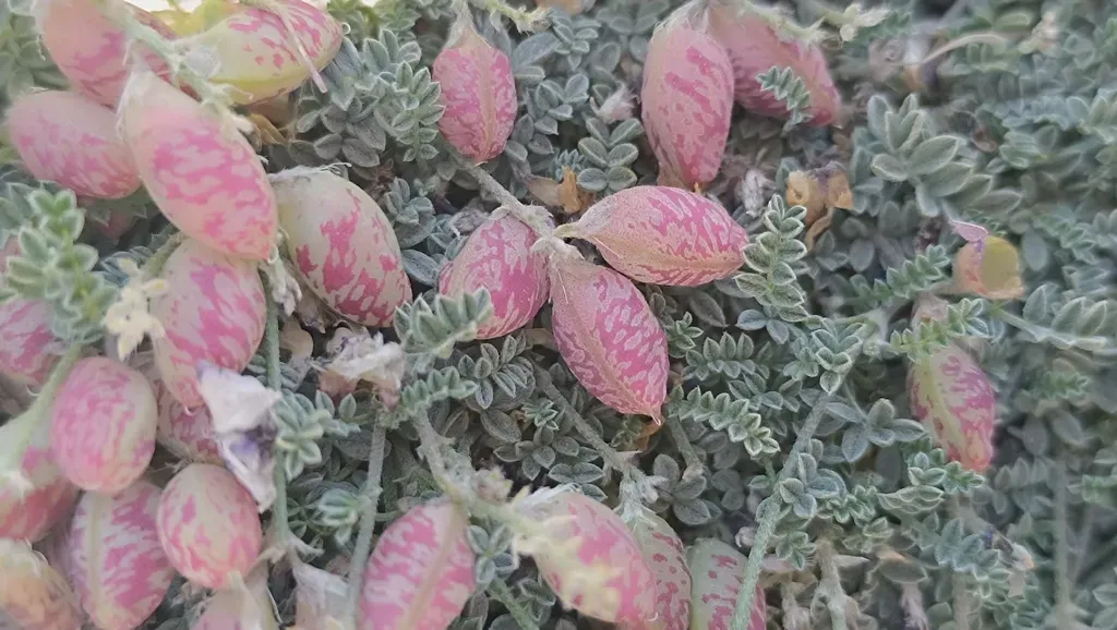 Astragalus Arnottianus