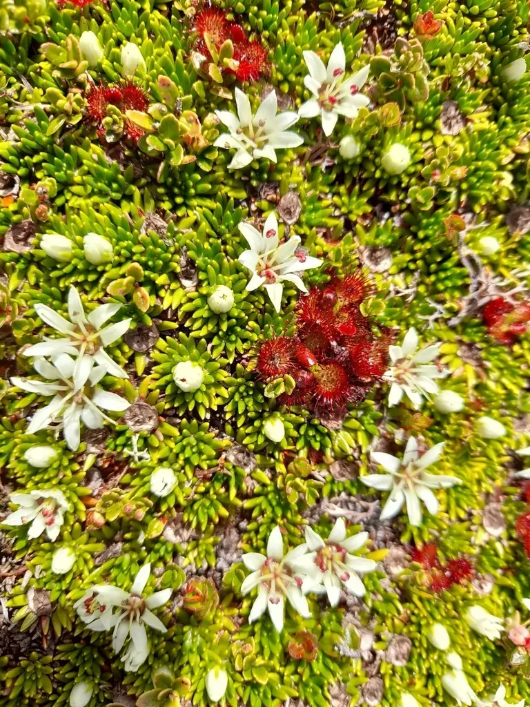 Donatia Fascicularis