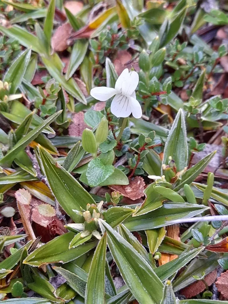 Viola Commersonii