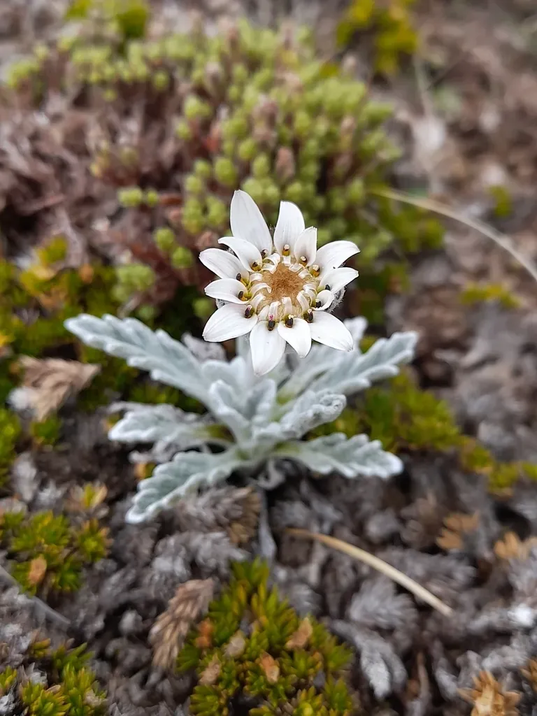 Leucheria Leontopodioides