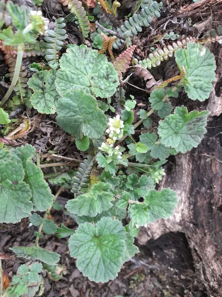 Geum Involucratum