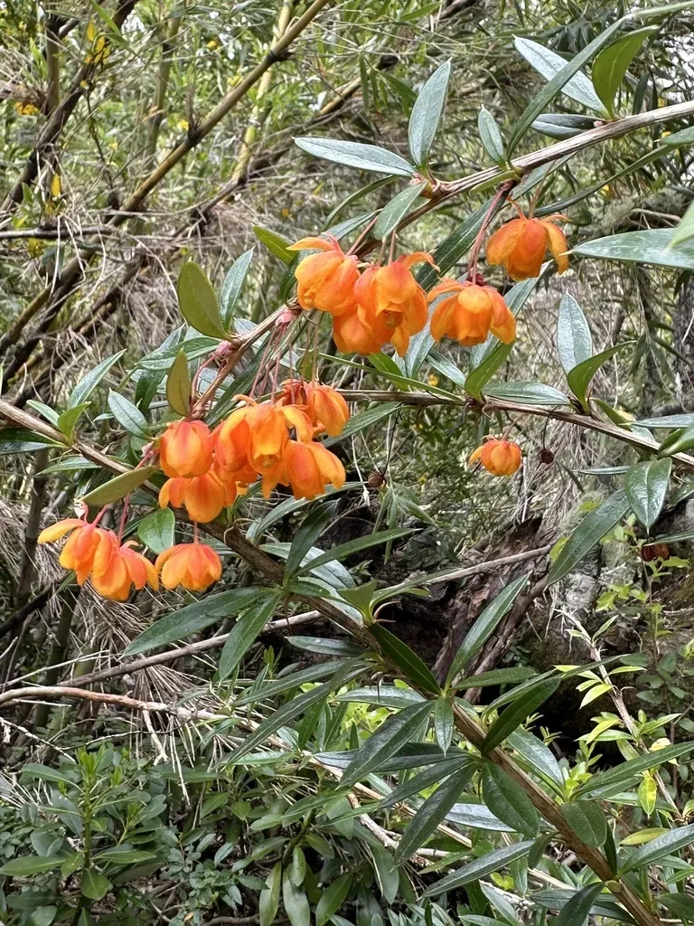 Narrow-leaved Barberry