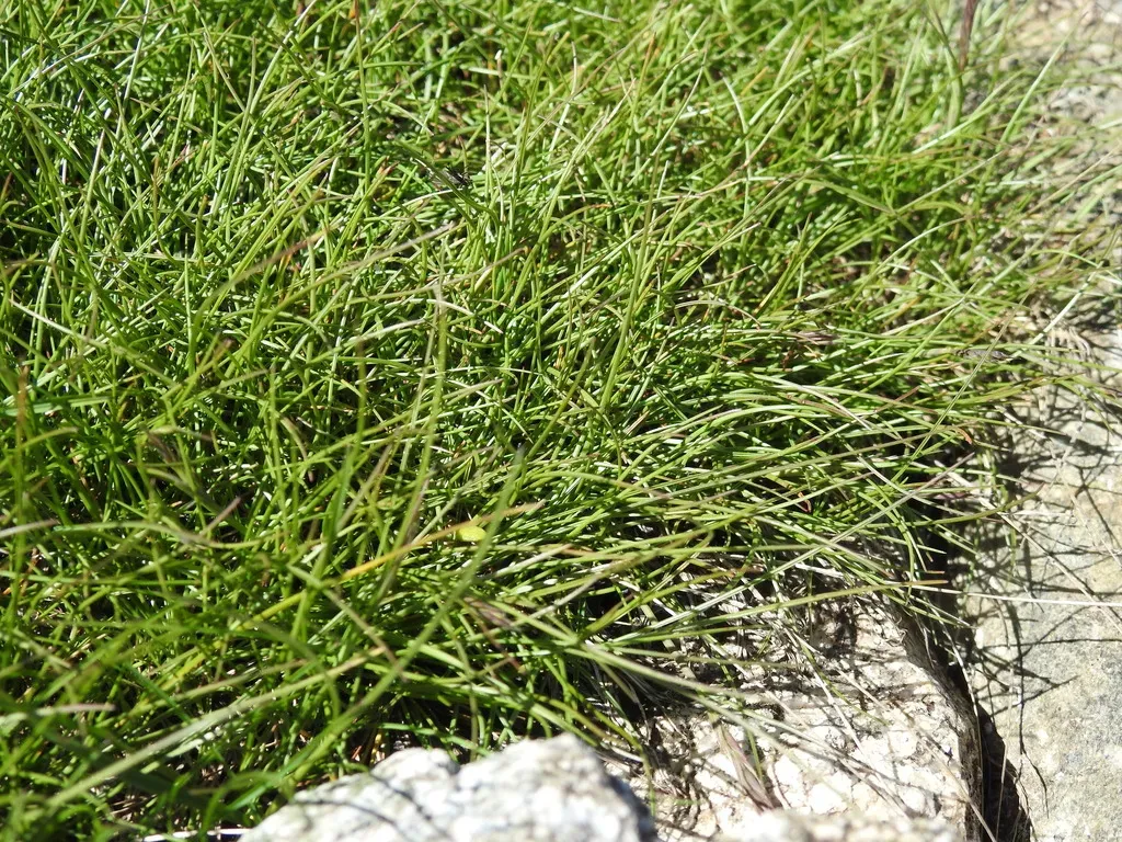 Festuca Halleri