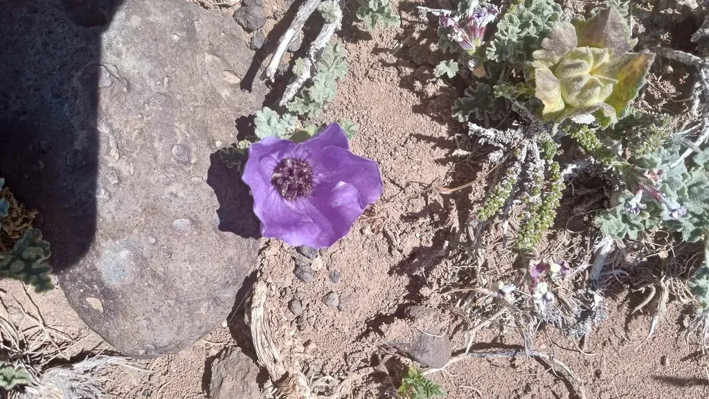 Neobaclea Crispifolia