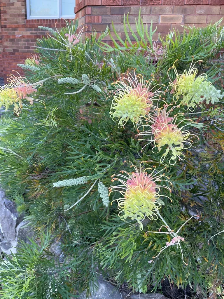 Banks' Grevillea
