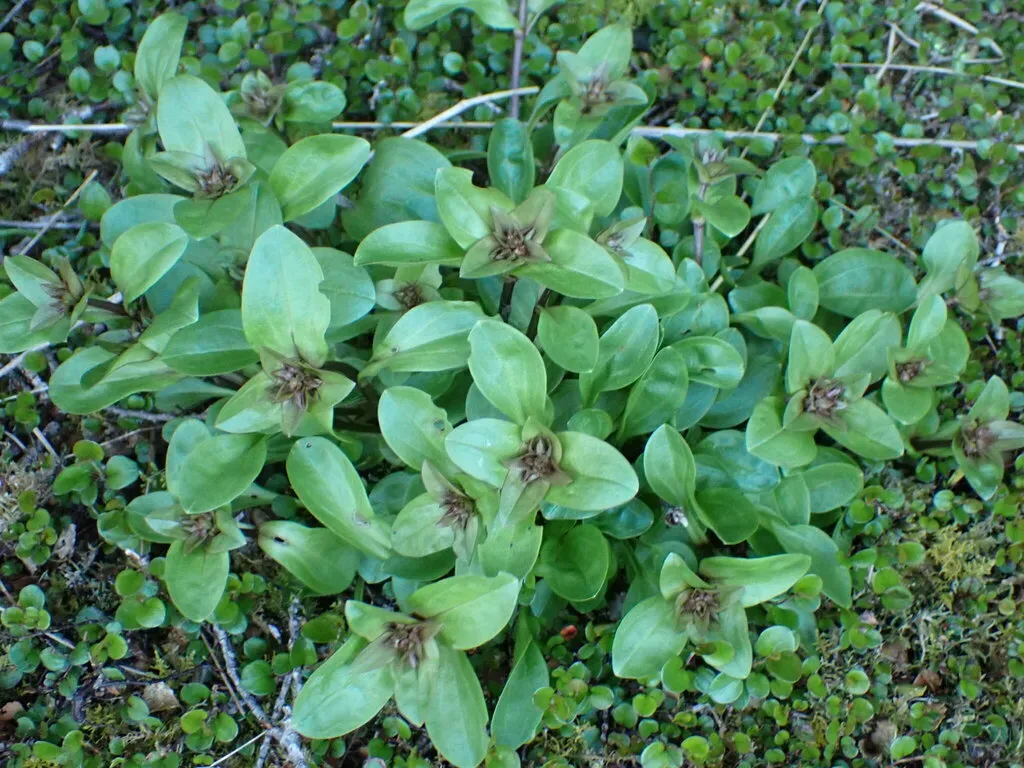 Gentianella Patula