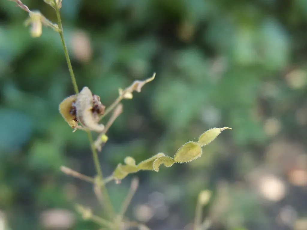 Western Trailing Ticktrefoil