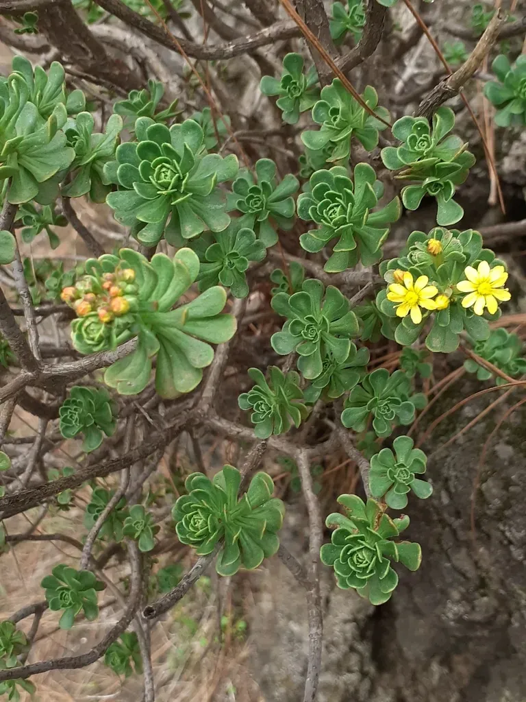 Spoon-leaved Aeonium