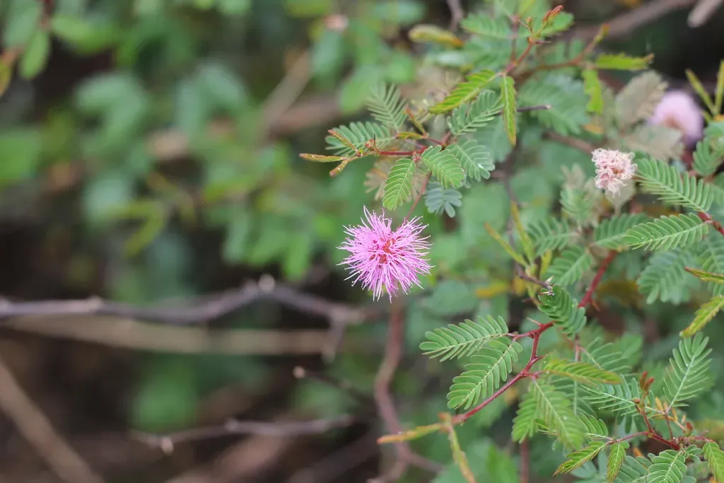 Mimosa Uraguensis