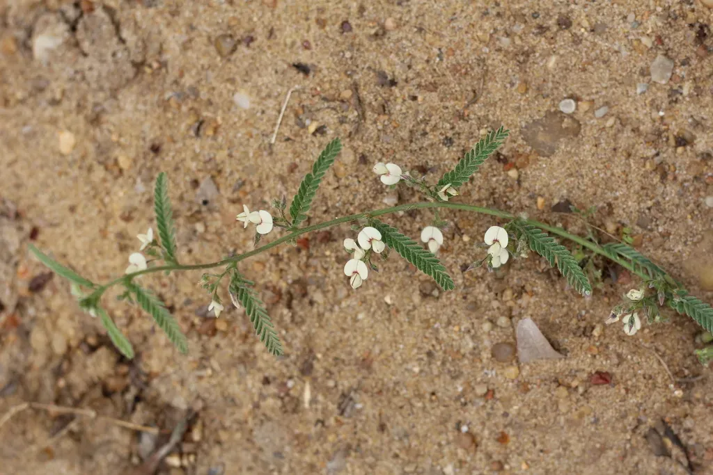 Porcupine Jointvetch