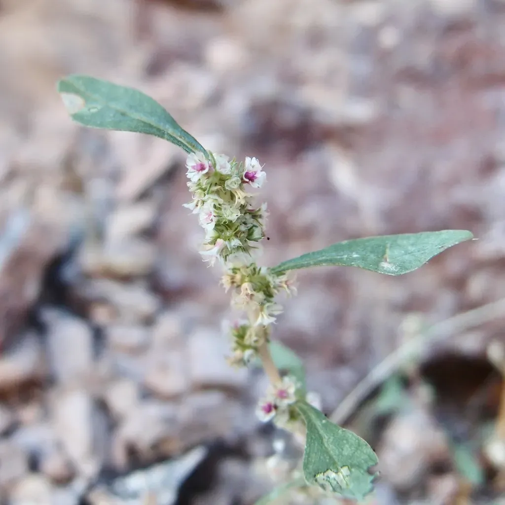 Amaranthus Obcordatus