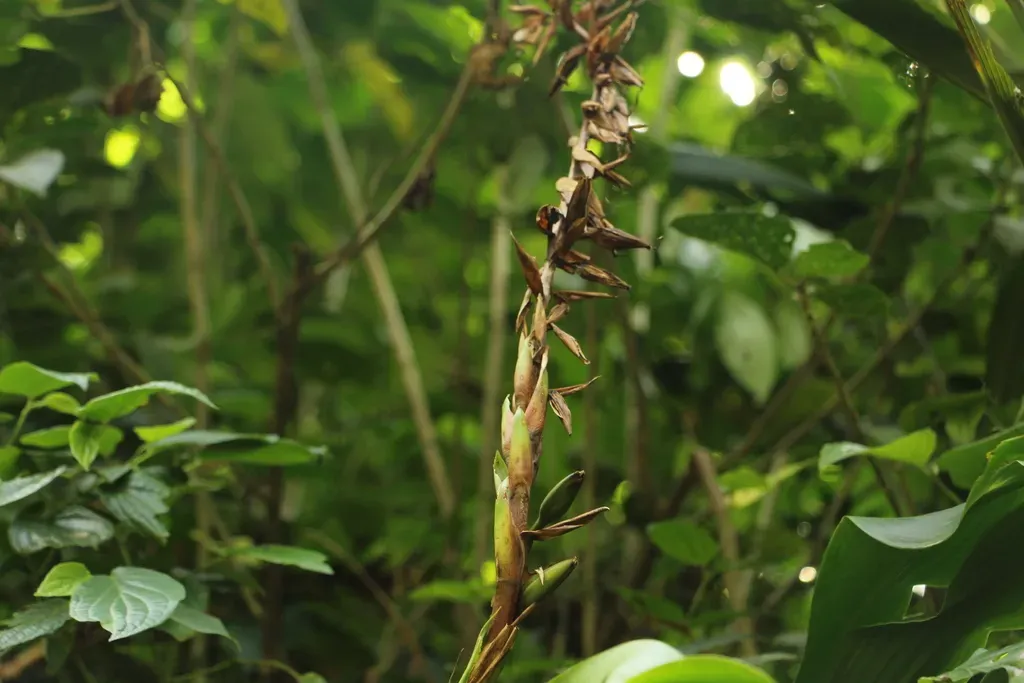 Pitcairnia Maidifolia