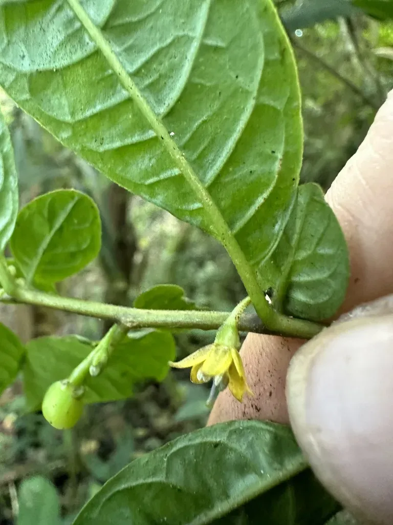 Capsicum Dimorphum