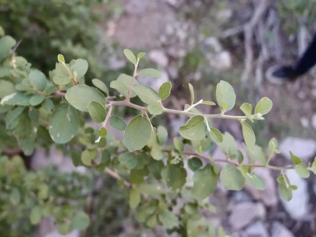 Las Animas Colubrina
