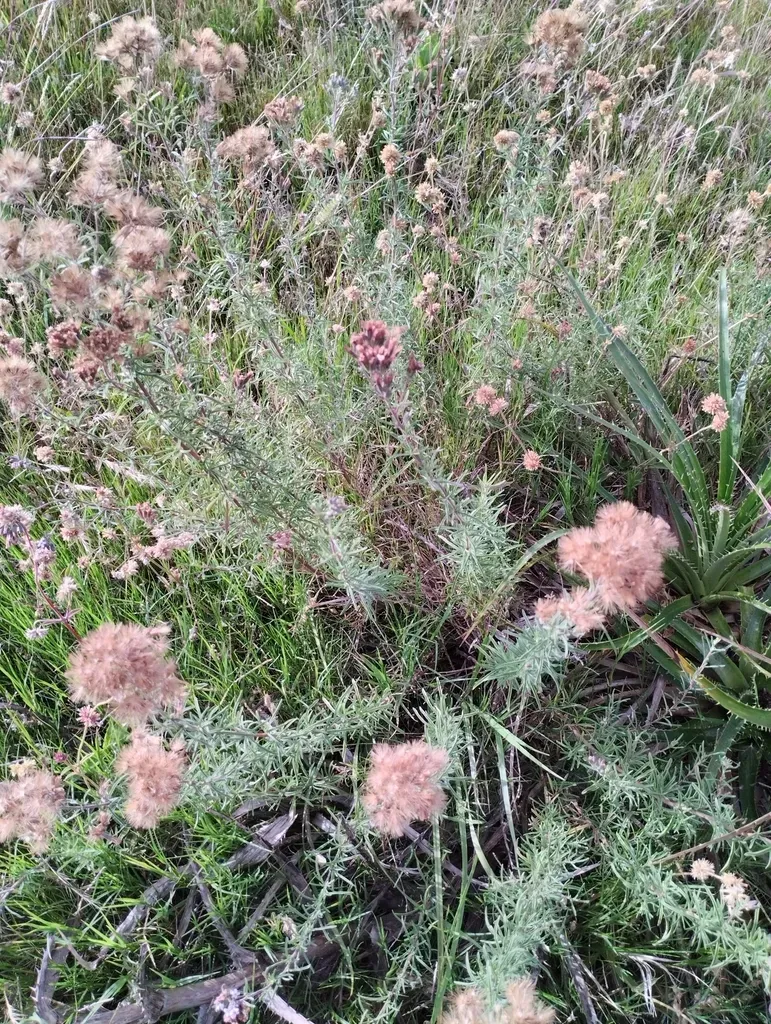 Stevia Satureiifolia