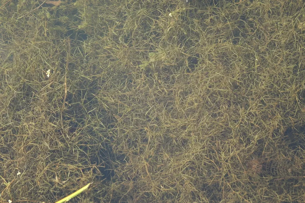 Berchtold's Pondweed