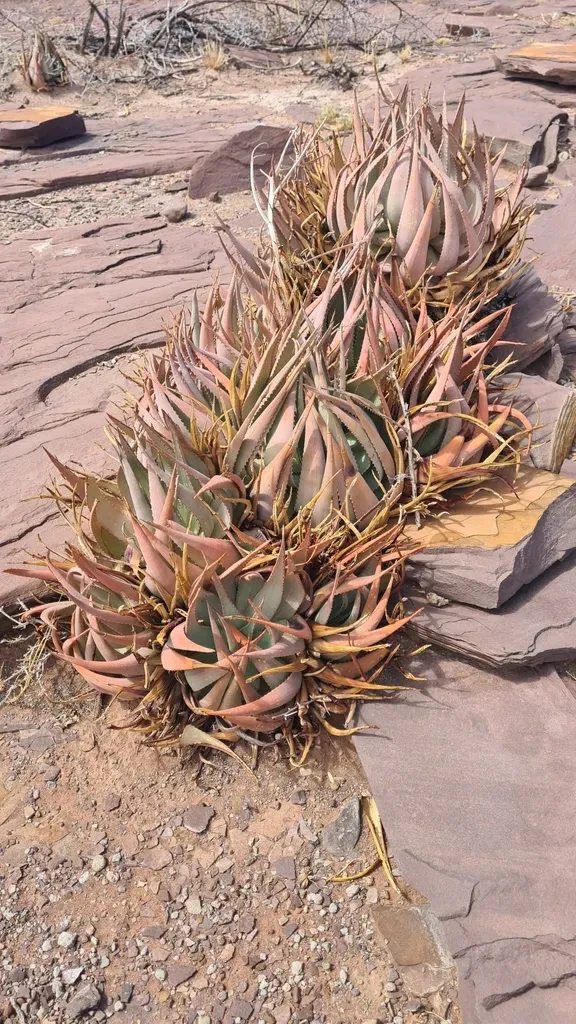 Sand Aloe