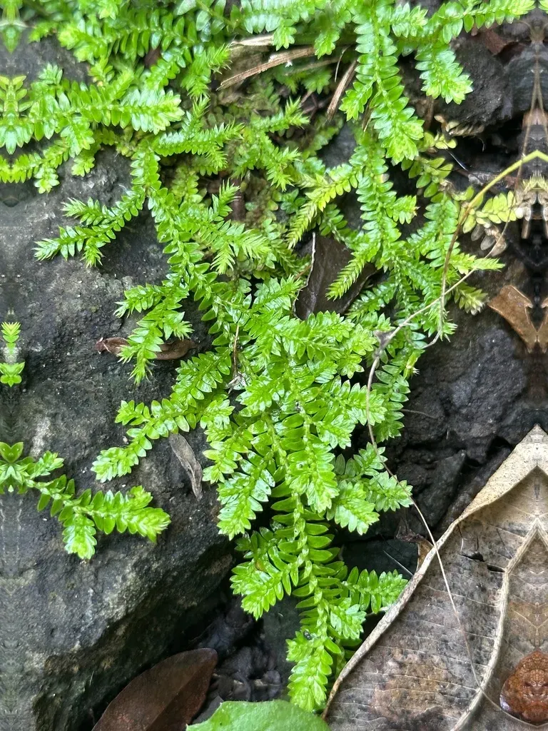 Selaginella Boninensis