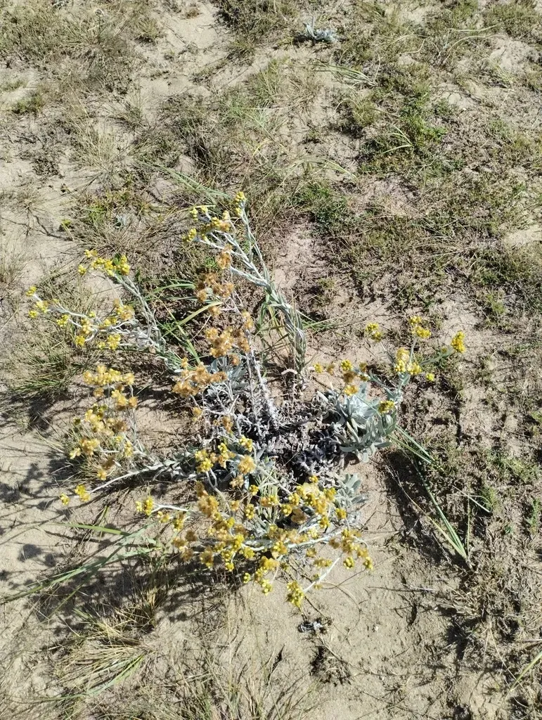 Pseudognaphalium Cheiranthifolium